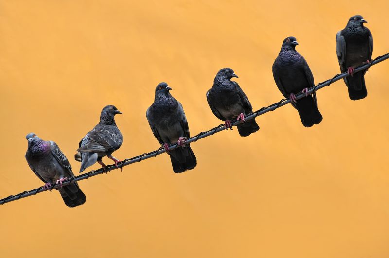 Pigeon Control Service