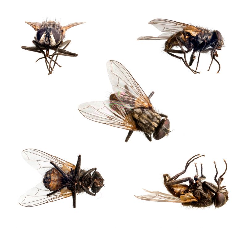 Fly Extermination in Frisco, TX