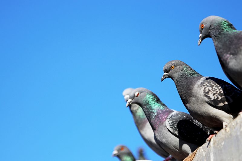 Pigeon Control Service detail