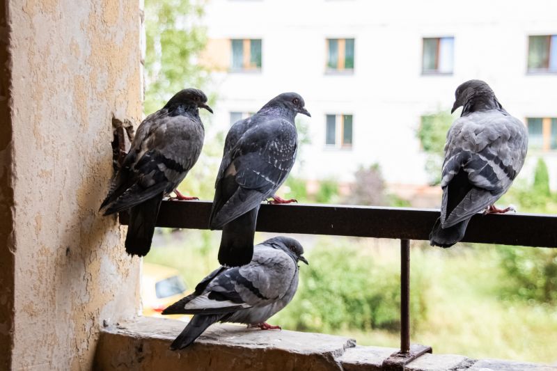 Pigeon Control Service detail
