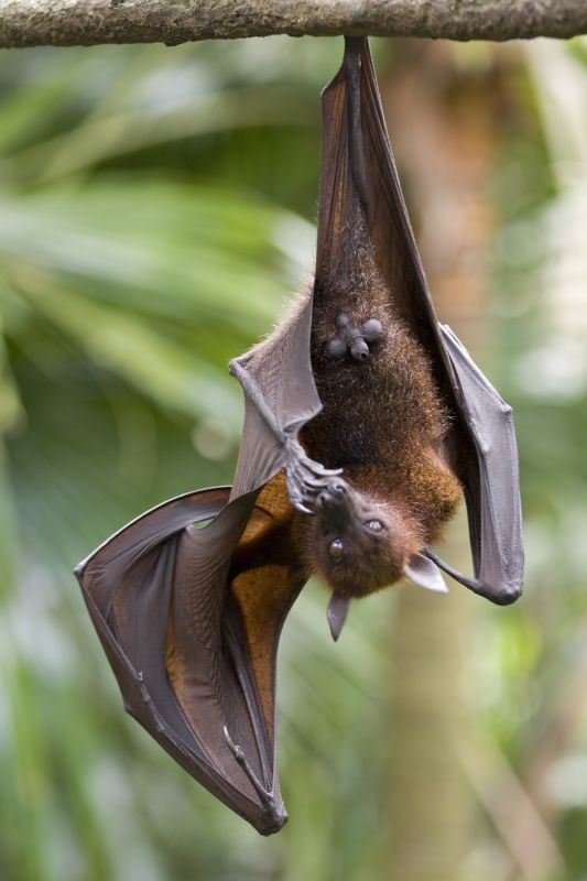 Health Risks Associated With Birds And Bats On Your Property