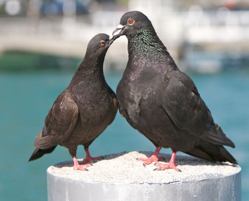 Pigeon Control Service