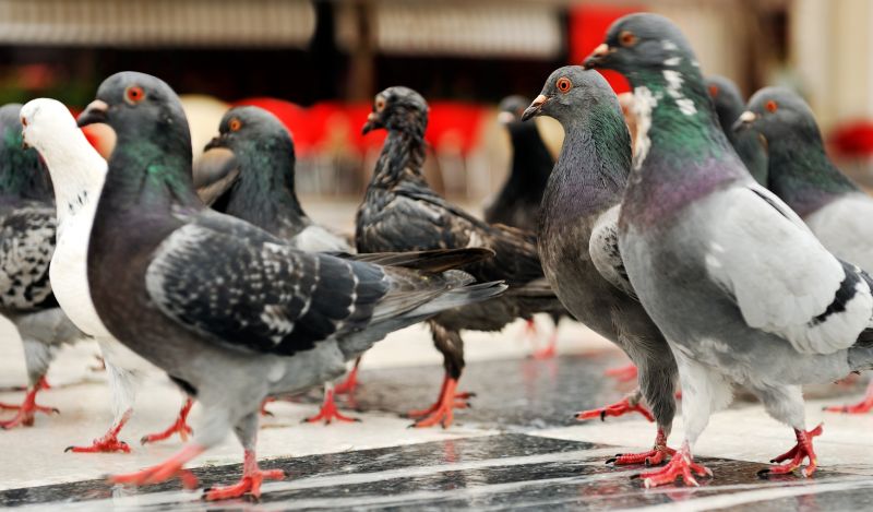 Pigeon Control Service