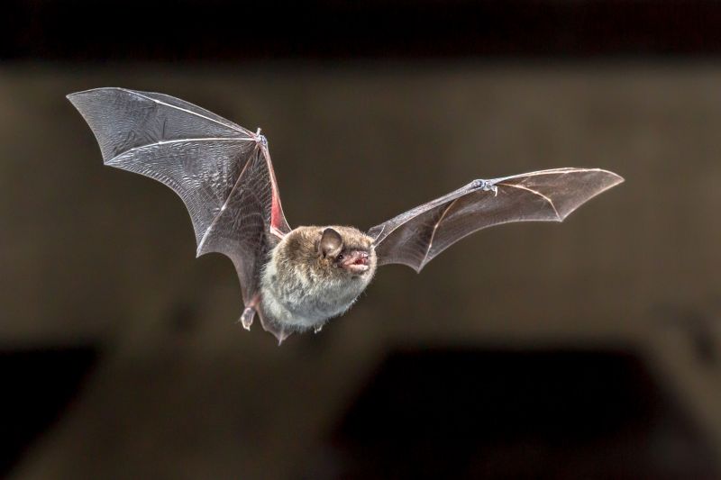 Signs Your Property Needs Bird Or Bat Pest Control Services