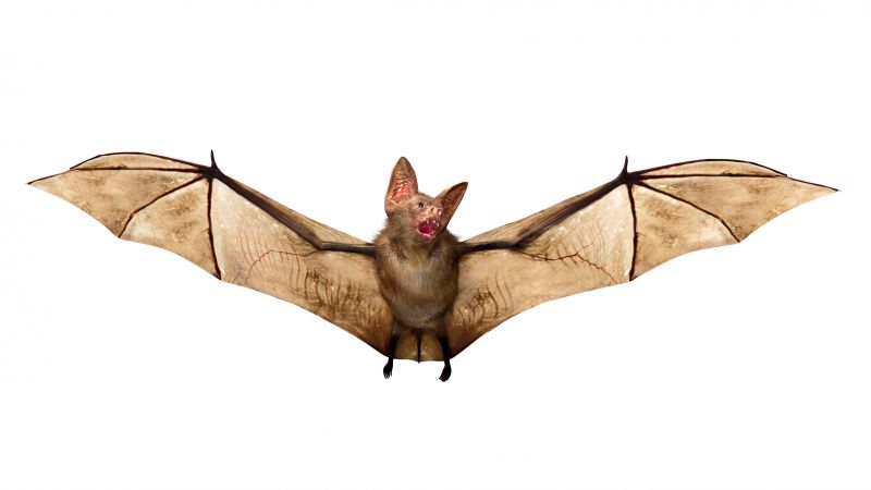 Health Risks Linked To Birds And Bats In Commercial Properties