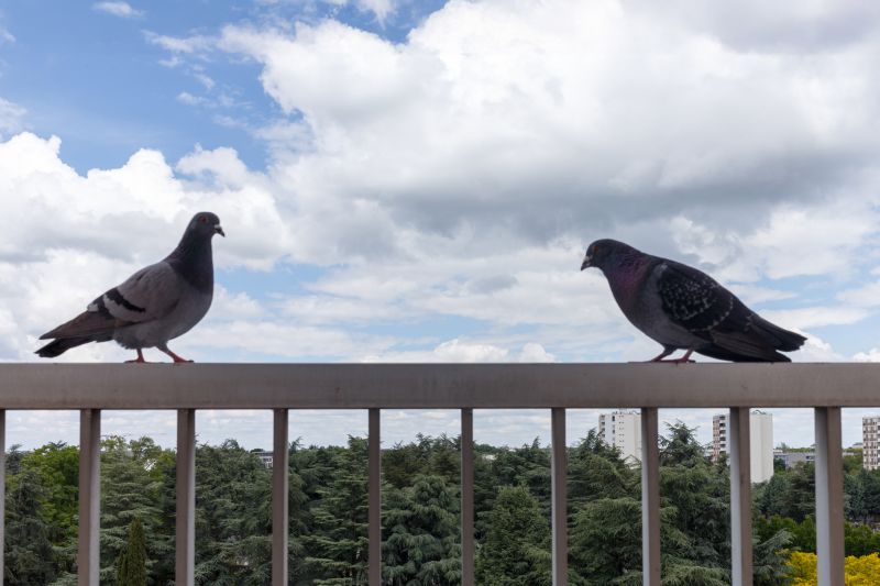 Local Pigeon Control Service pros at work